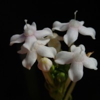 Knoxia zeylanica L.